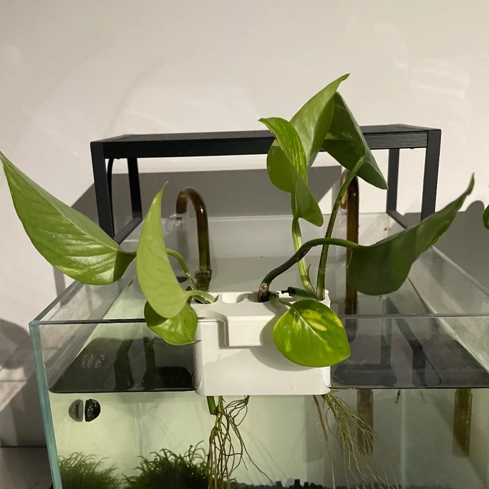 N/A aquarium plant